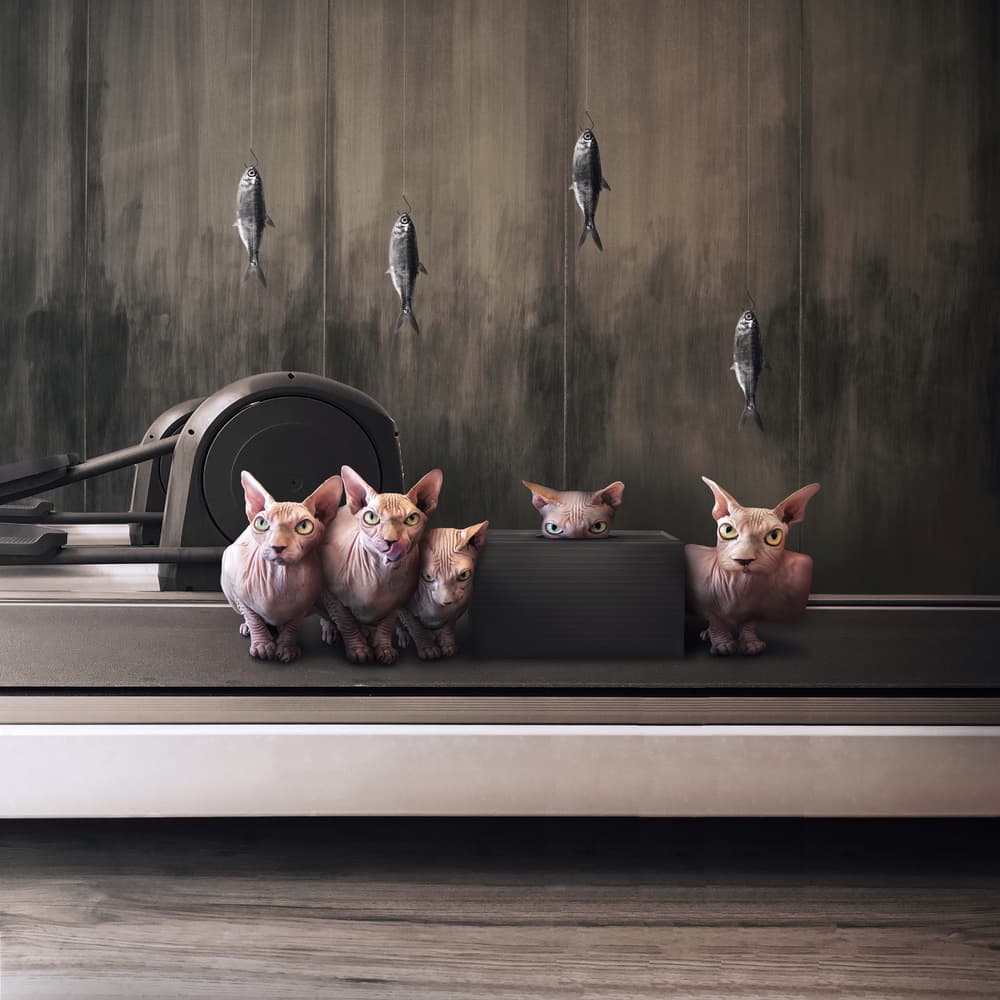 Hungry Sphynx Cats by hardibudi — canvas wall art