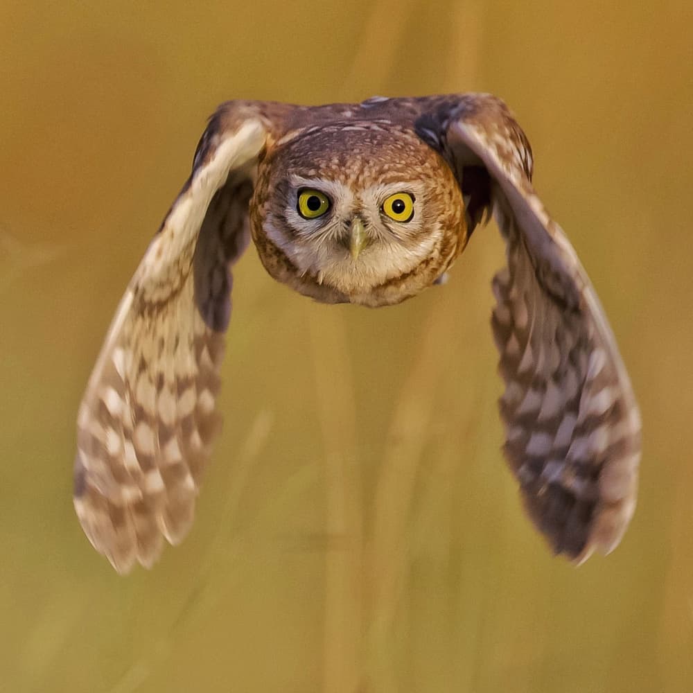 Focused Owl Gaze by David Manusevich — canvas wall art