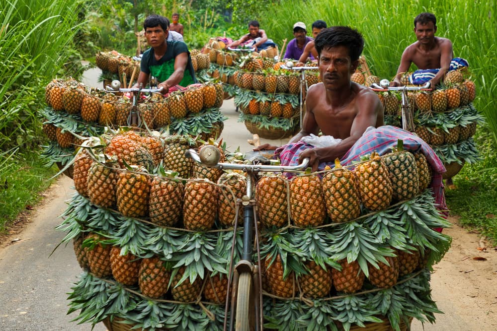 Pineapple Haul Bicycles by Azim Khan Ronnie — canvas wall art
