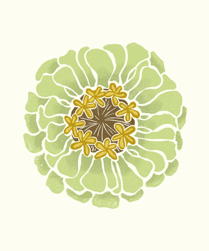 Fresh Green Zinnia by Melissa McKeagney — canvas wall art