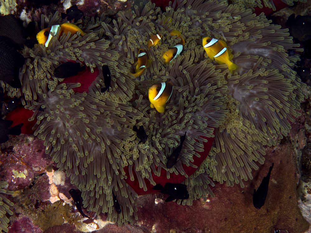 Tropical Anemone Clownfish by Ilan Ben Tov — canvas wall art