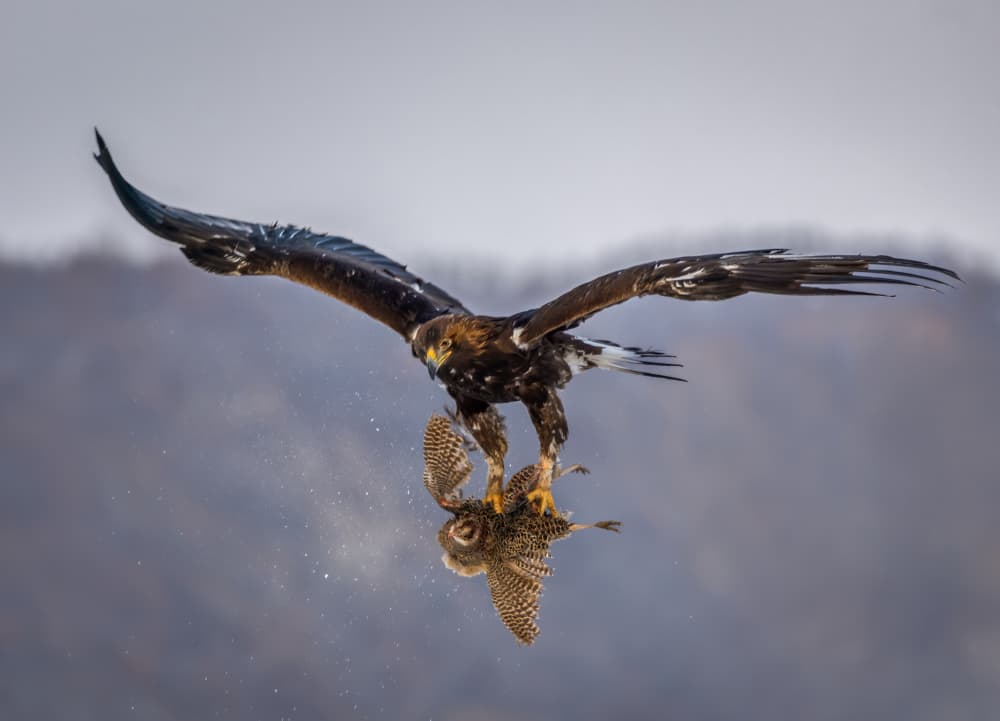 Golden Eagle's Catch by Irene Wu — canvas wall art