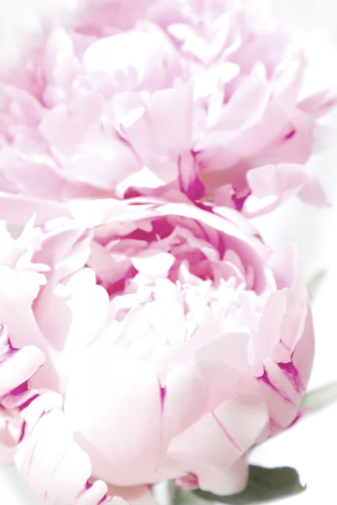 Soft Pink Peonies by Rosana Laiz Blursbyai — canvas wall art