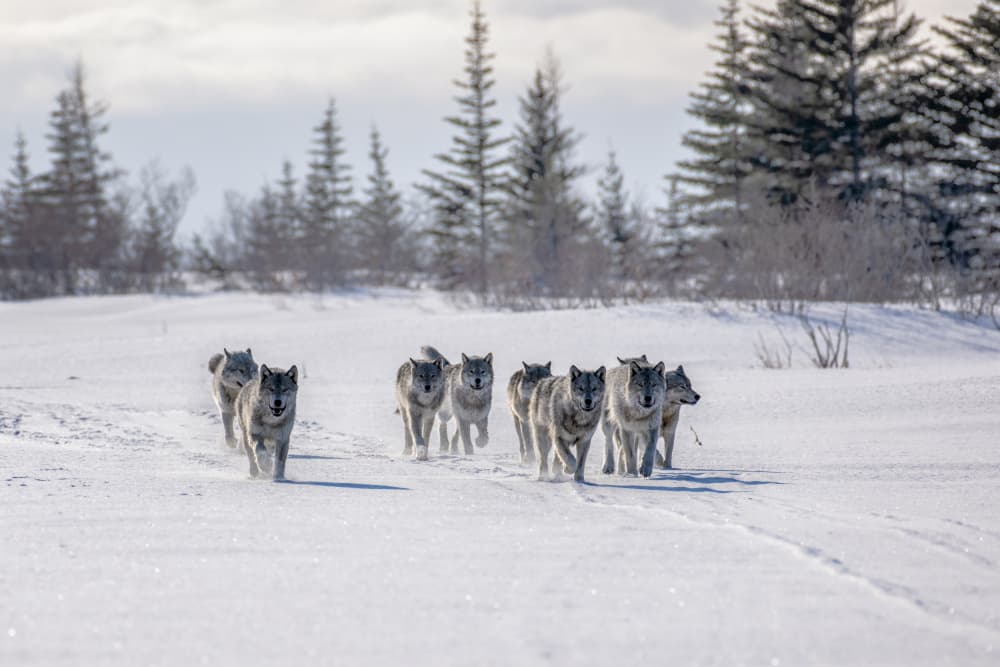 Winter Wolf Pack by Siyu_Wei APA — canvas wall art
