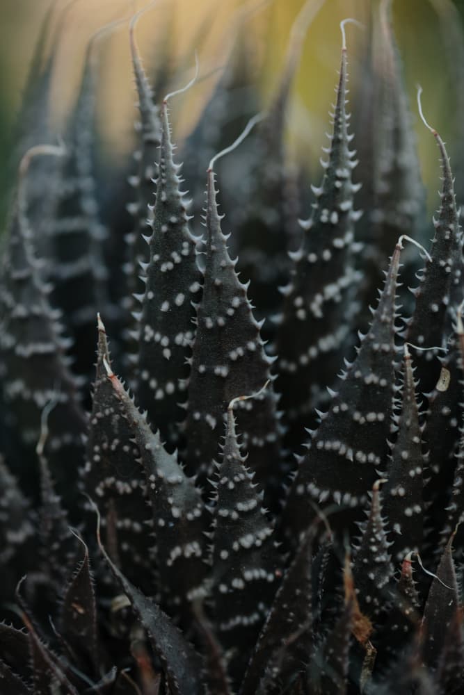 Dark Succulent Spikes by Javier Pardina — canvas wall art