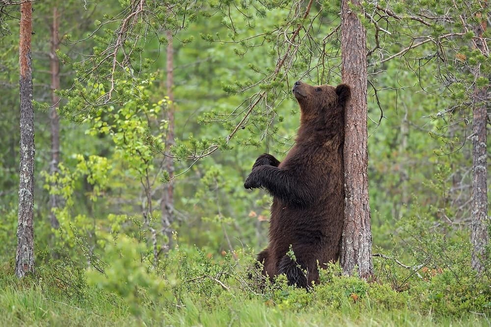 Brown Bear Forest Gaze by Marco Pozzi — canvas wall art