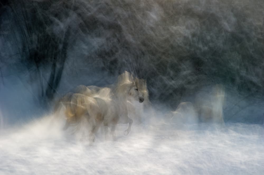 Wild Wolves Winter Run by Milan Malovrh — canvas wall art