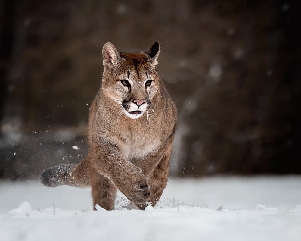 Running Cougar In Snow by Michaela Firešová — canvas wall art