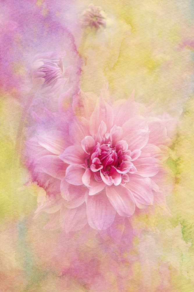 Dreamy Pink Dahlia by Jacky Parker — canvas wall art
