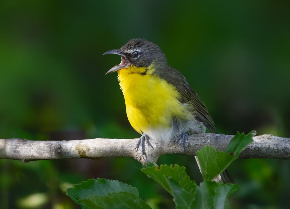 Yellow Bird Singing by Robert Zhang — canvas wall art