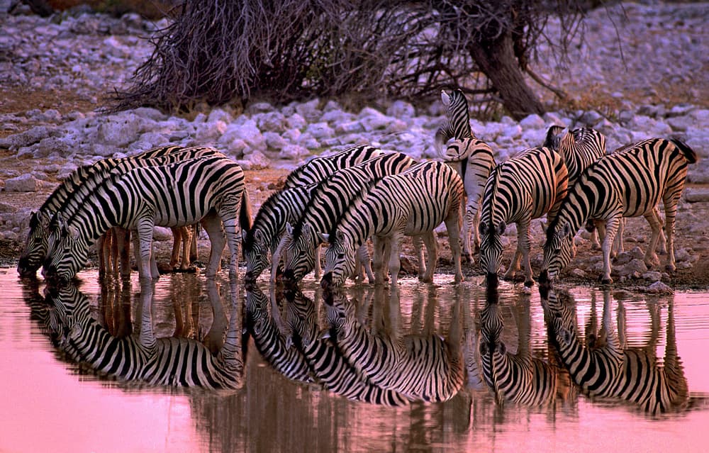 Zebras At Watering Hole by Xavier Ortega — canvas wall art