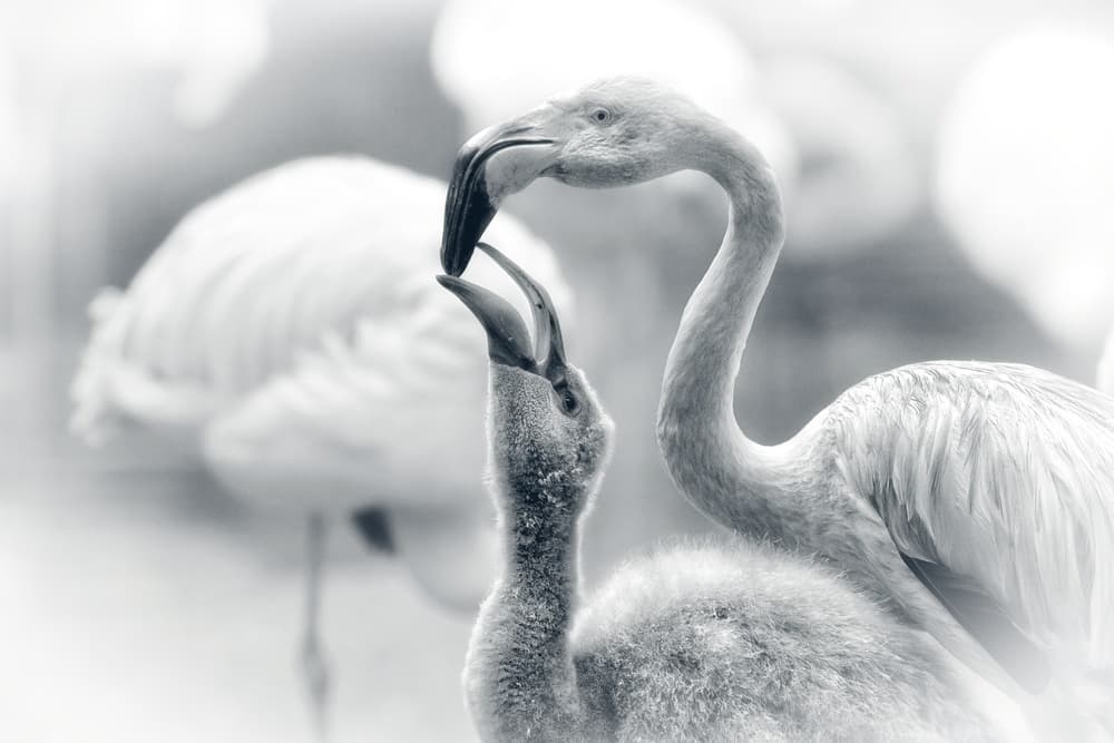 Flamingo Mother and Chick by Antje Wenner-Braun — canvas wall art