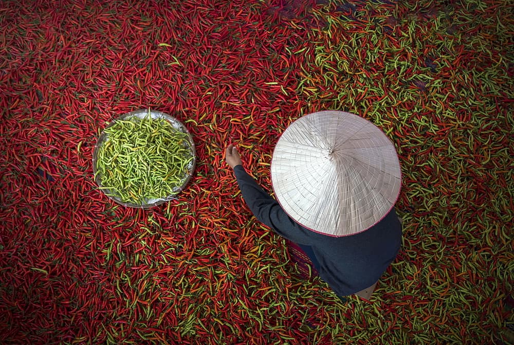 Chili Pepper Harvest by Sarawut Intarob — canvas wall art
