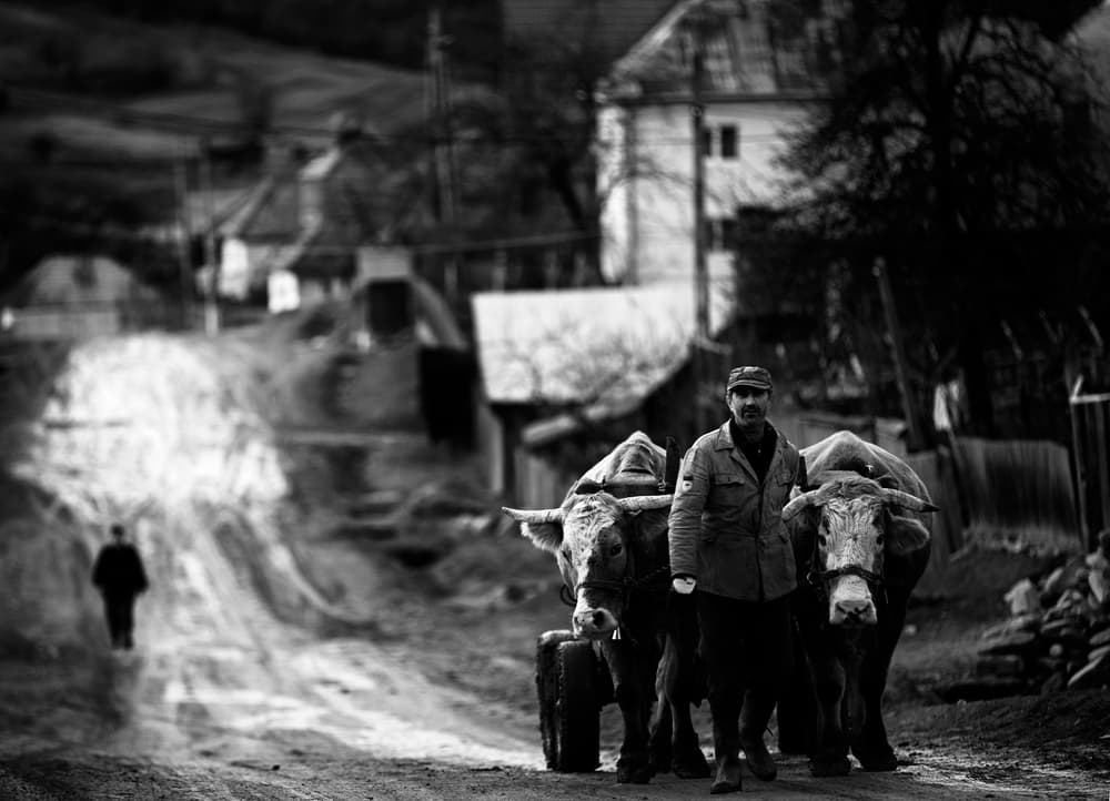 Farmer and His Oxen by Julien Oncete — canvas wall art