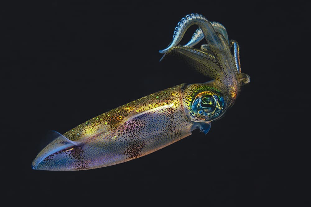 Vibrant Deep Sea Squid by Barathieu Gabriel — canvas wall art
