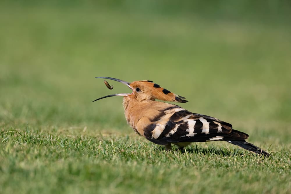 Hoopoe Catching Worm by Guy Wilson — canvas wall art