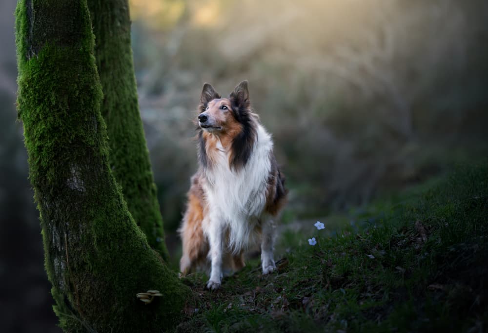 Serene Forest Collie by Alfonso maseda varela — canvas wall art