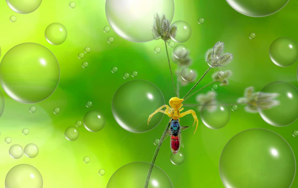 Yellow Spider Green Bubbles by Thierry Dufour — canvas wall art