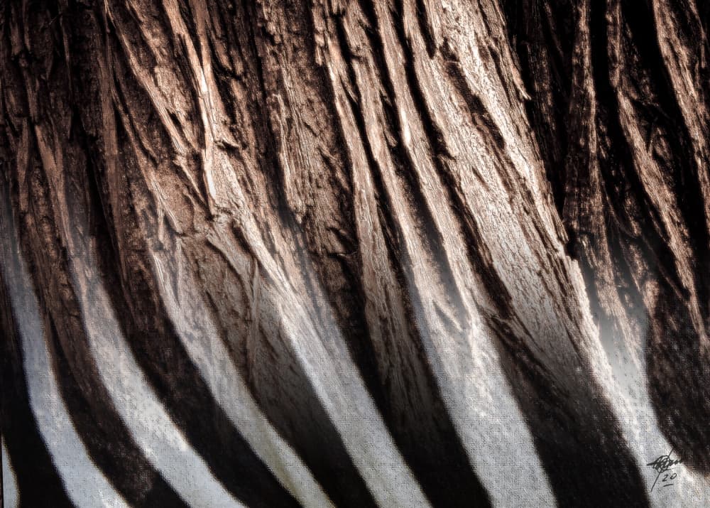 Zebra Stripe Texture by Osvaldo Russo — canvas wall art