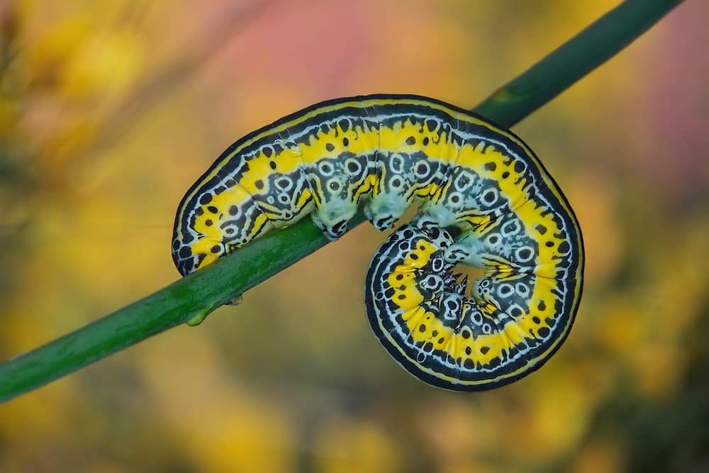 Vibrant Yellow Caterpillar by Jimmy Hoffman — canvas wall art
