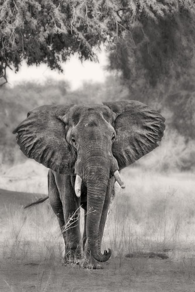 African Elephant Presence by Alessandro Catta — canvas wall art