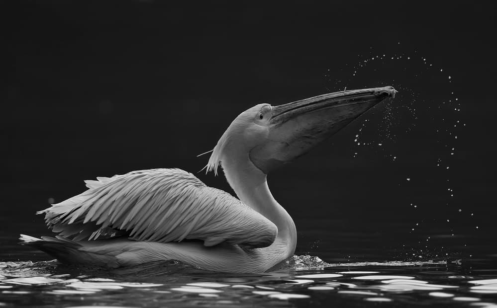 Graceful Pelican Splash by C.S. Tjandra — canvas wall art
