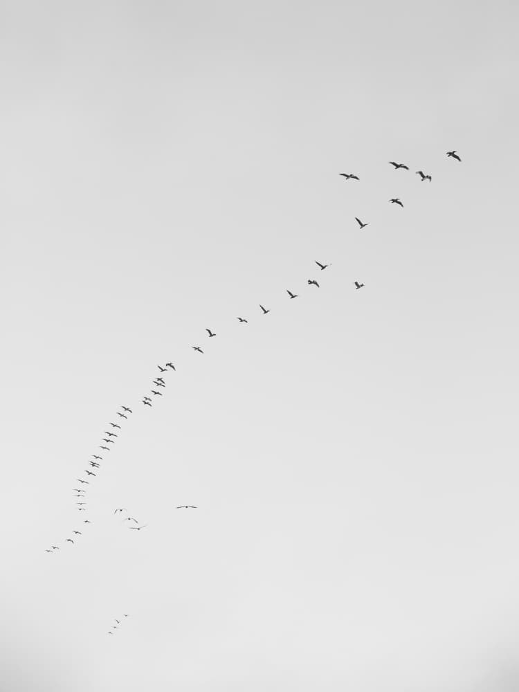 Flight in Formation by Shot by Clint — canvas wall art