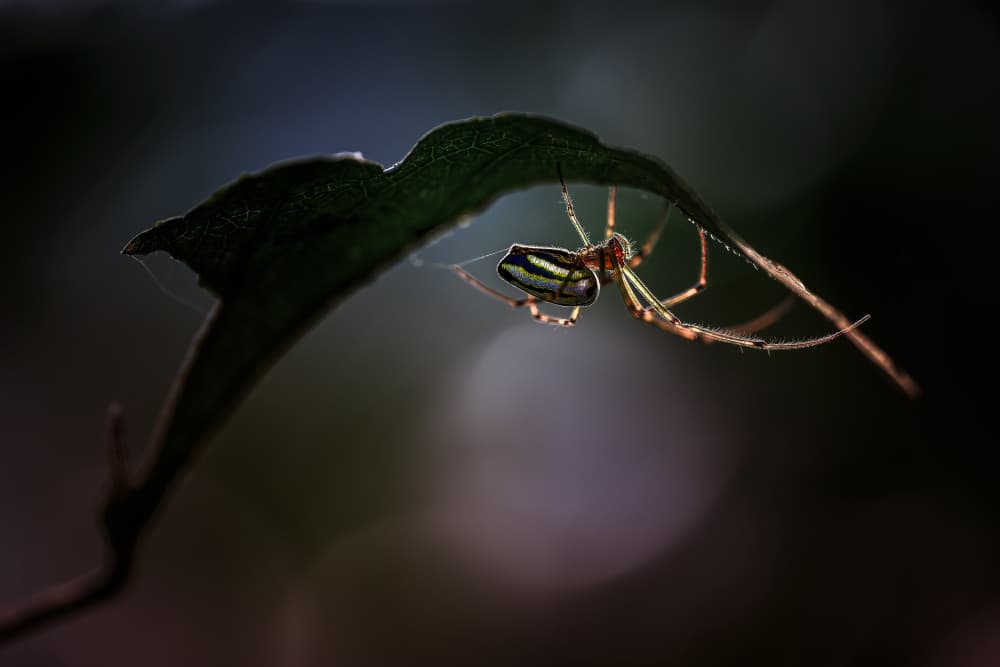 Hanging Striped Spider by Jealousy — canvas wall art