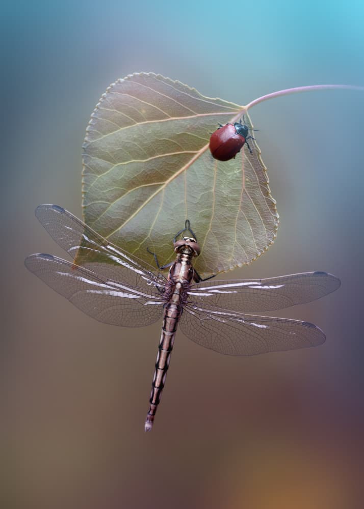 Dragonfly and Ladybug by Fabrizio Daminelli — canvas wall art