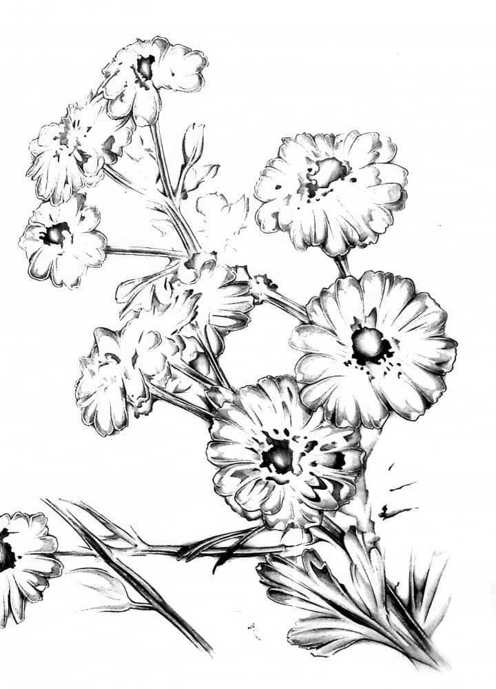 Elegant Floral Drawing by Kulik — canvas wall art