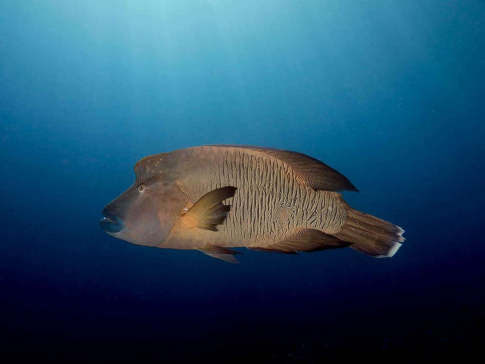 Humphead Wrasse Blue by Ilan Ben Tov — canvas wall art