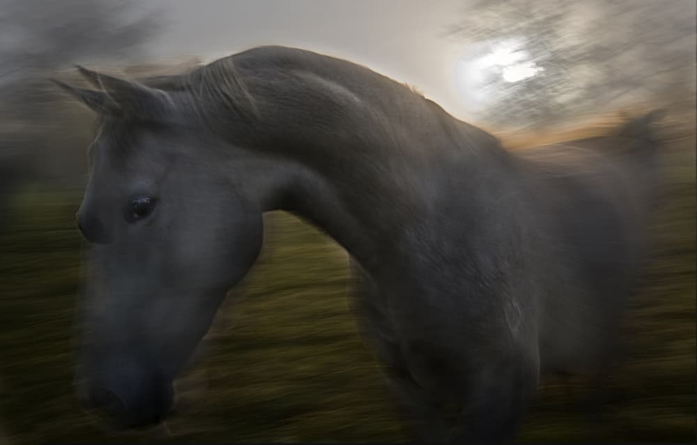 Golden Hour Gallop by Milan Malovrh — canvas wall art