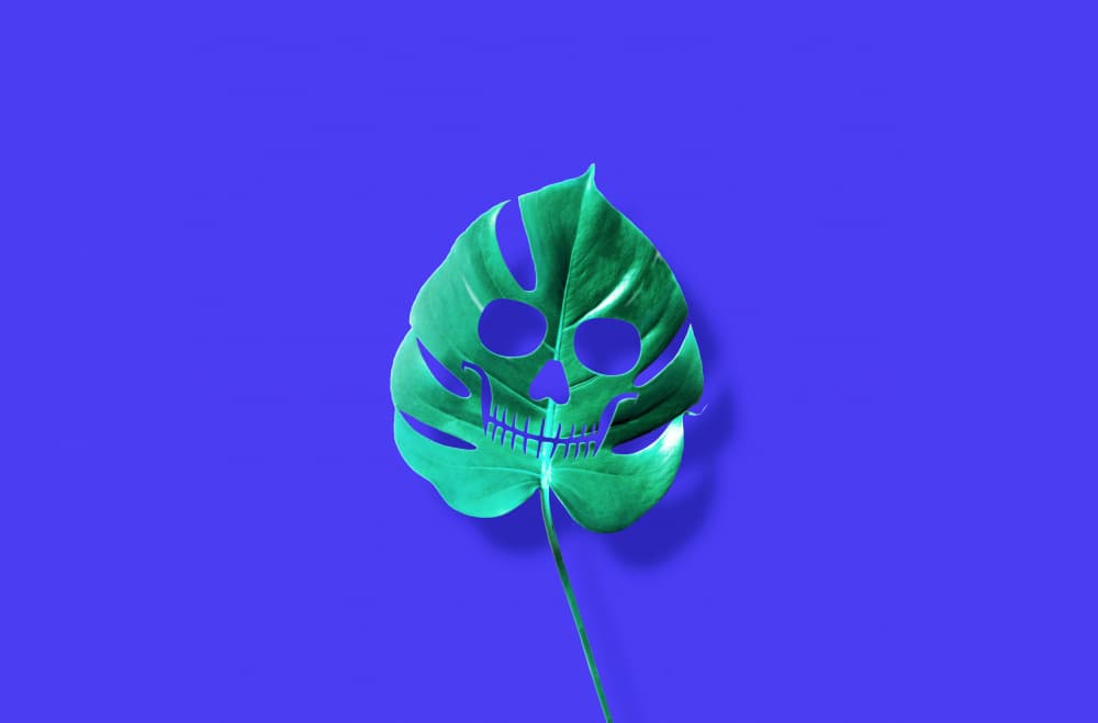 Eerie Monstera Skull by Artem Pozdniakov — canvas wall art
