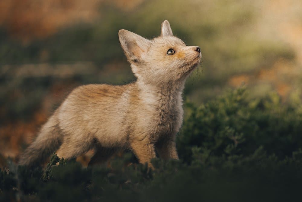 Curious Baby Fox by Ahmed Sobhi — canvas wall art