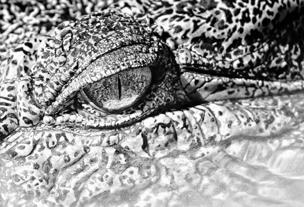 Intense Crocodile Eye by Zina Heg — canvas wall art
