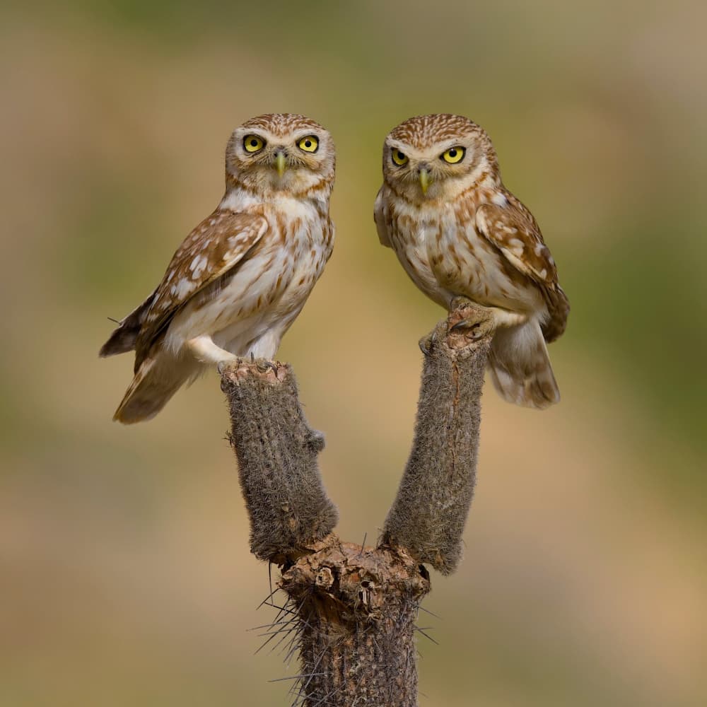 Curious Little Owls by David Manusevich — canvas wall art