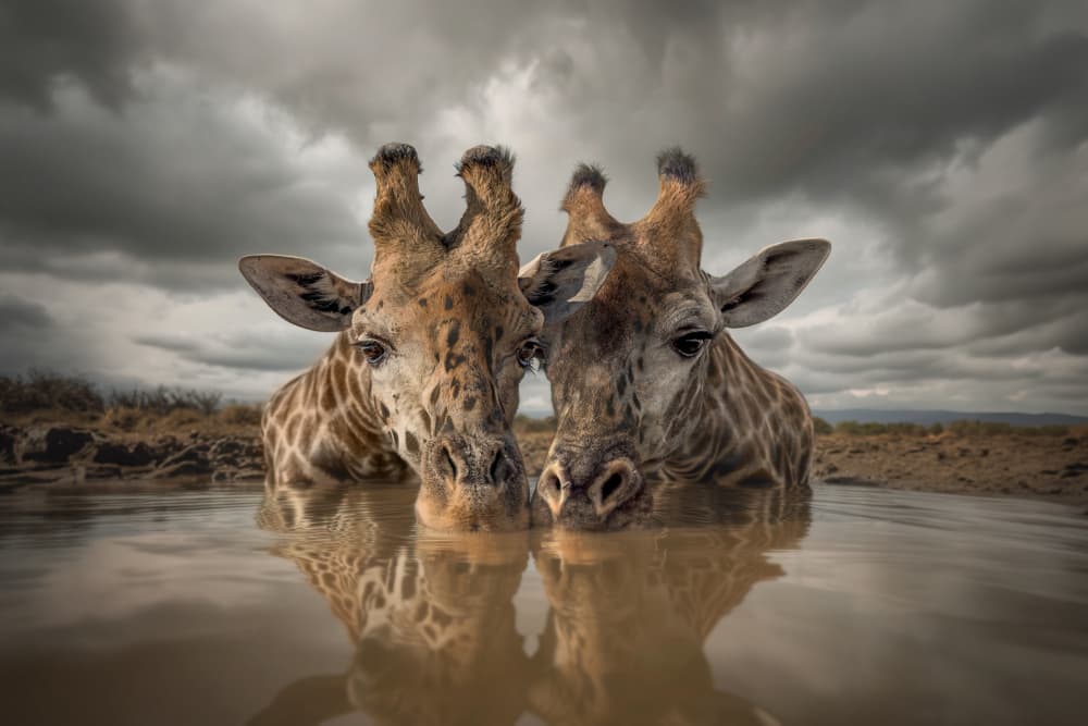 Giraffes Drinking Reflection by Marcel Egger — canvas wall art