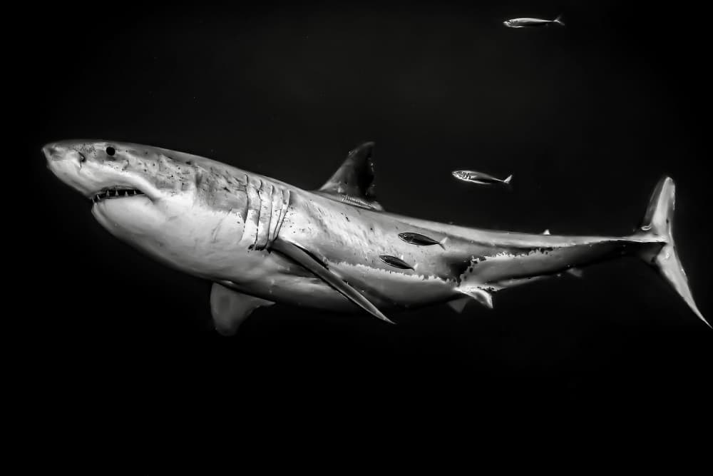 Great White Predator by Serge Melesan — canvas wall art