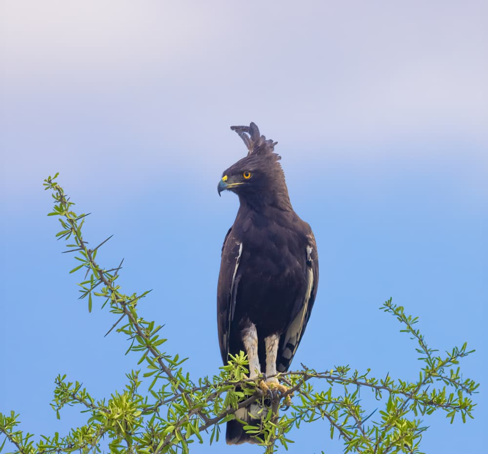 Majestic Eagle Perched by DonnaHom APA — canvas wall art