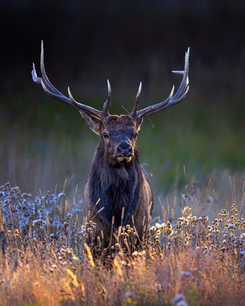 Elk in Golden Light by Siyu_Wei APA — canvas wall art