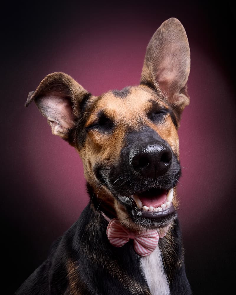 Smiling Dog Pink Bowtie by Javier del Puerto Photography — canvas wall art