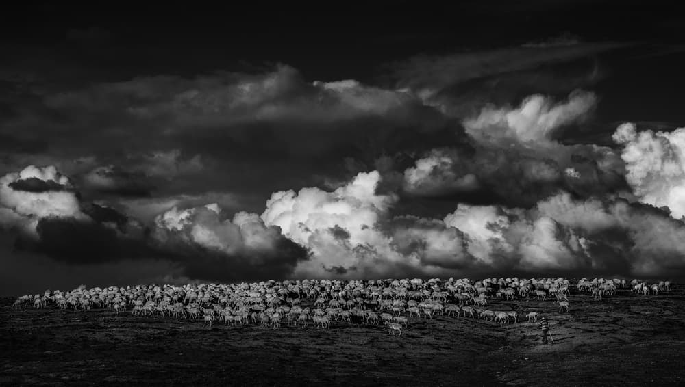 Reindeer Under Stormy Sky by Yavuz Pancareken — canvas wall art