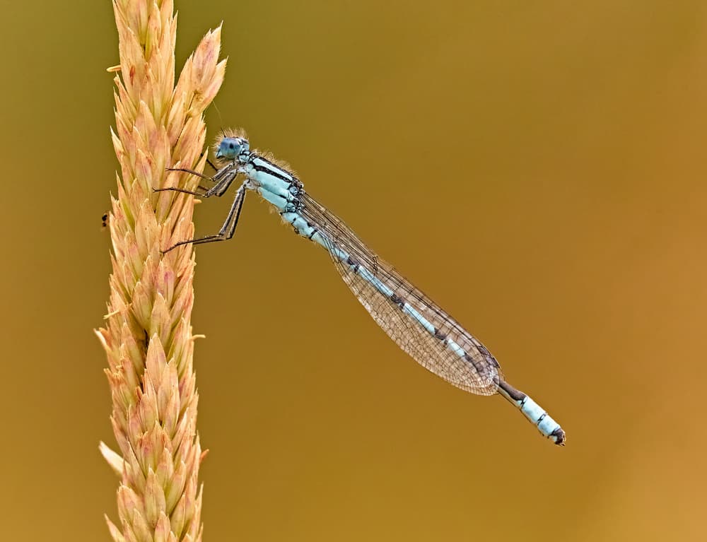 Blue Damselfly on Stalk by Stuart Williams — canvas wall art