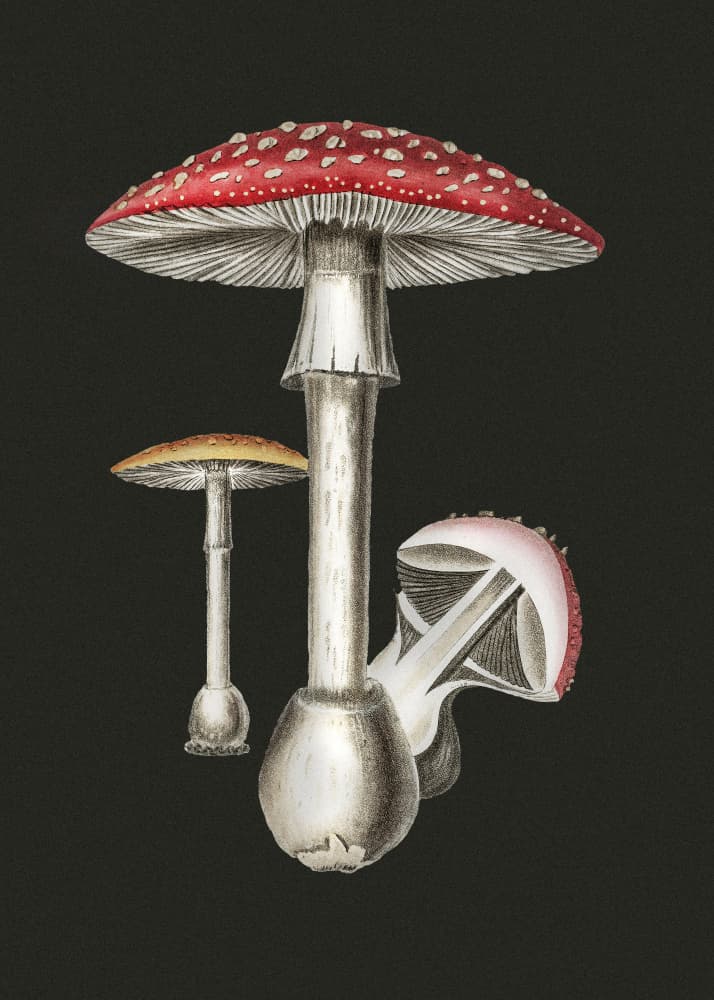 Amanita Muscaria Dark Background by John Stephenson and James Morss Churchill — canvas wall art