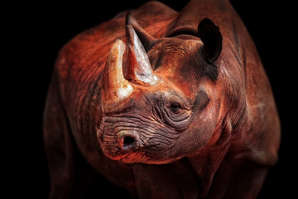 Powerful African Rhino by Antje Wenner-Braun — canvas wall art