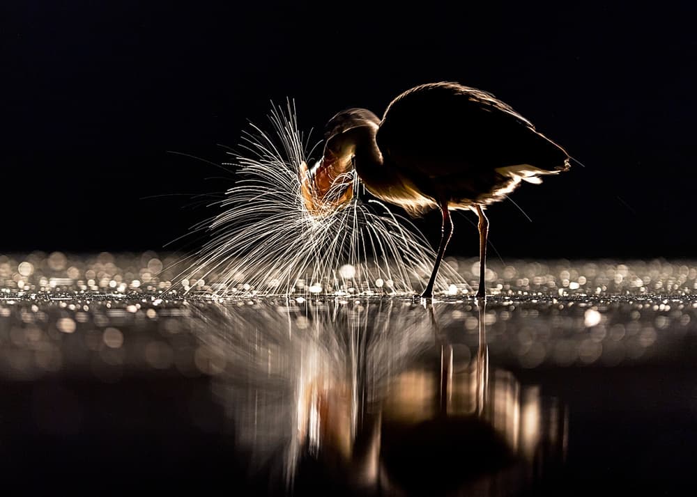 Heron's Sparkling Splash by Annie Poreider — canvas wall art