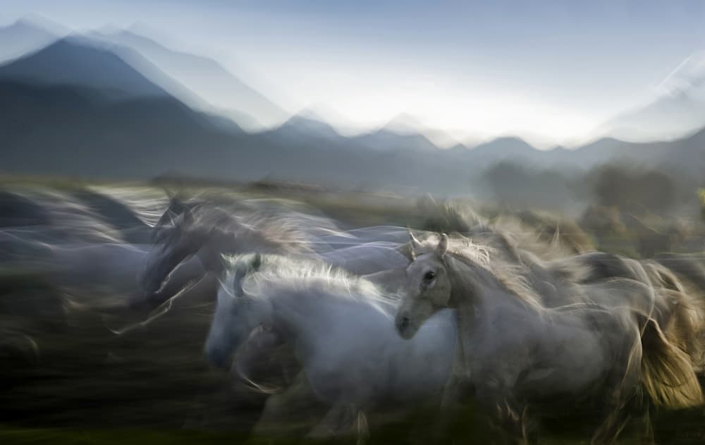 Galloping Wild Horses by Milan Malovrh — canvas wall art