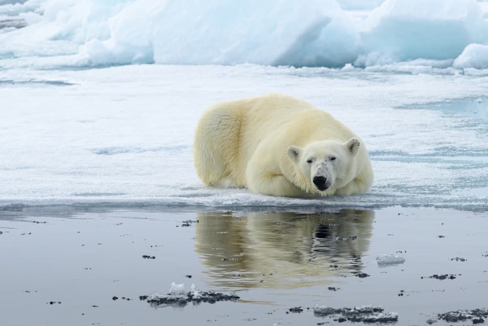 Arctic Polar Bear Resting by Som Prasad — canvas wall art