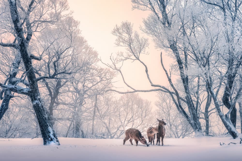 Winter Deer Dawn by Yuan Cui — canvas wall art
