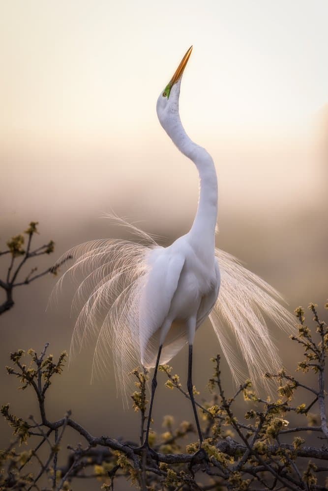 Elegant Egret Display by Michael Zheng — canvas wall art